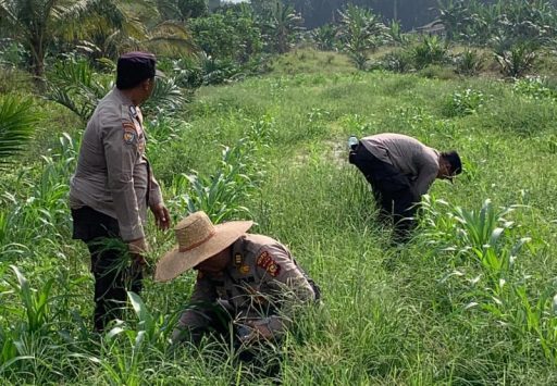 Kapolsek dan Wakapolsek Kandis Gotong Royong Bersihkan Gulma Tanaman Jagung untuk Ketahanan Pangan