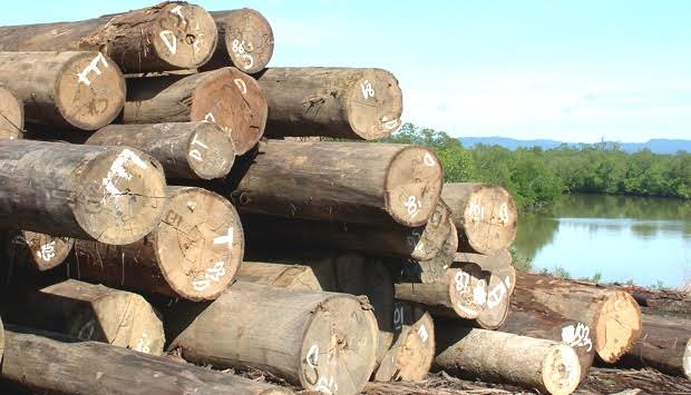 Terkait Adanya Temuan Kayu yang Diduga Hasil Ilog di Meranti, Polda Riau Masih Lakukan Koordinasi