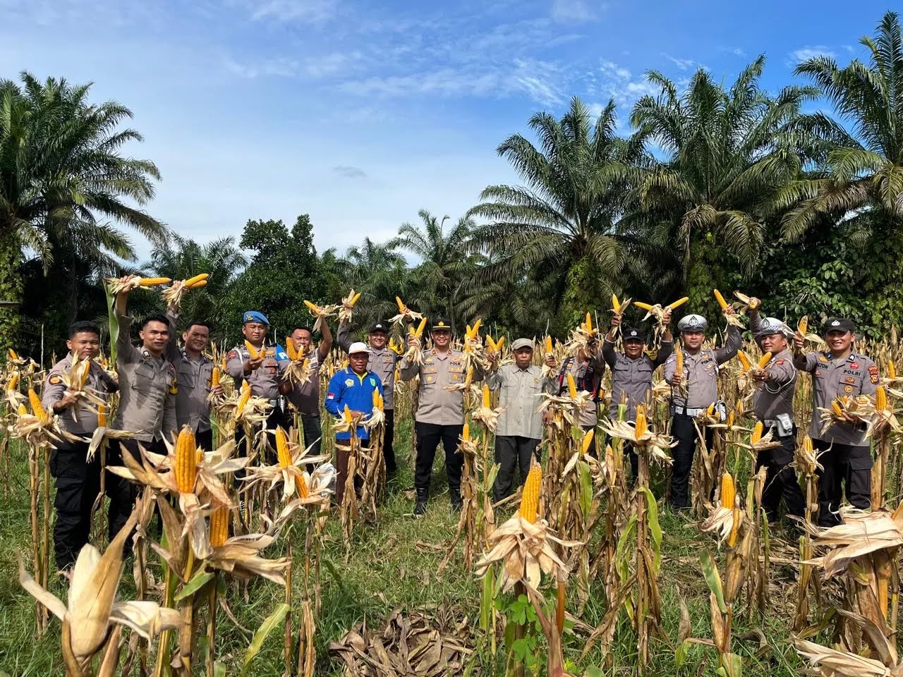 Swasembada Pangan dengan jagung pipil,Polres Inhu laksanakan Panen.