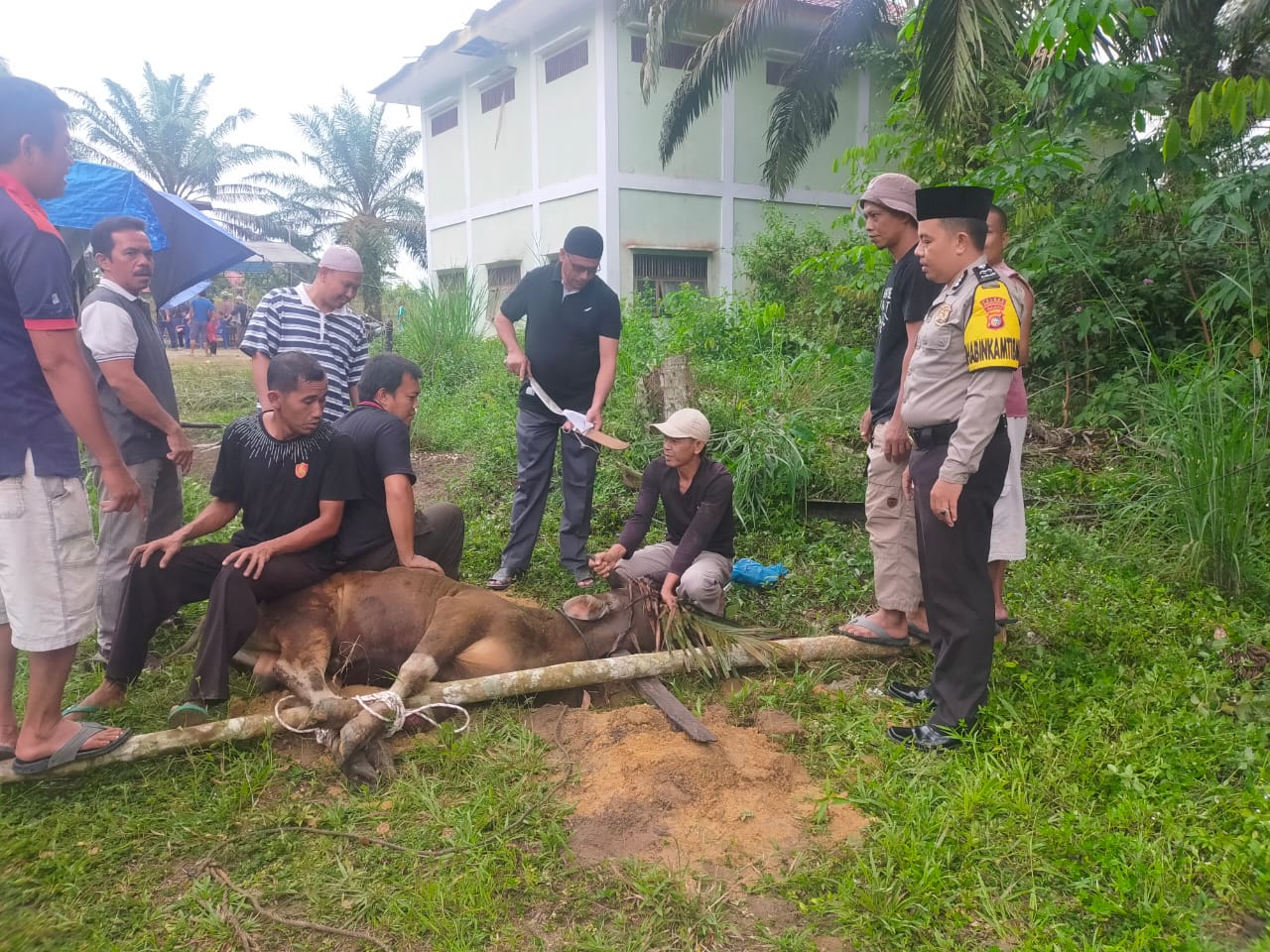 Didampingi Kepala Desa, Polsek Bunut Lakukan Pengecekan Hewan Qurban Desa Lubuk Terap