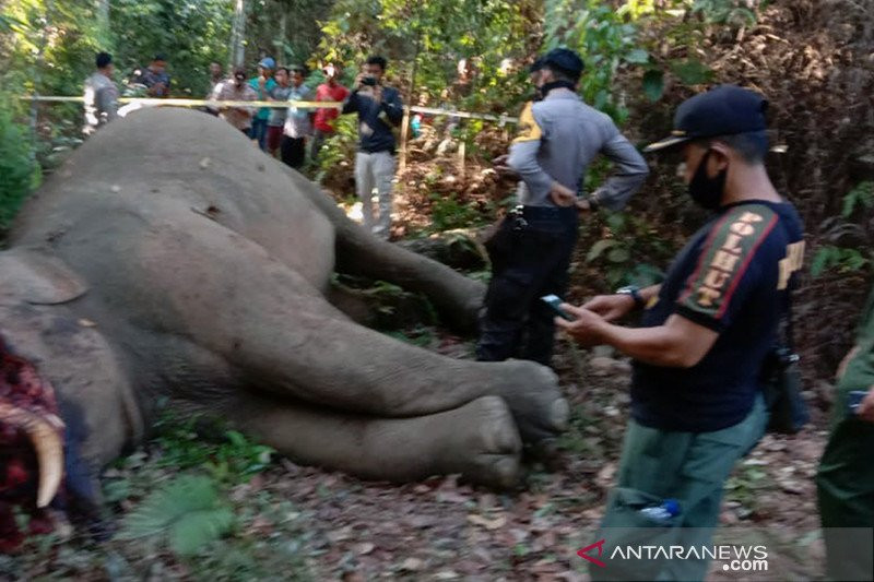 Seekor Gajah Sumatera Mati Dibunuh, Belalainya Dipotong