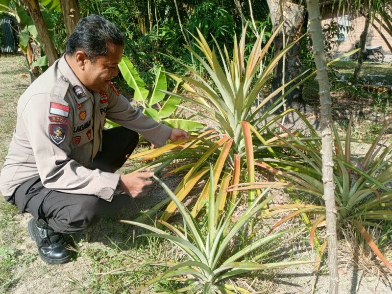 Kanit Binmas Polres Dumai Sambangi Petani Nenas Dukung Ketahanan Pangan Lokal