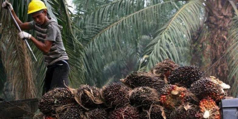 Cabut Larangan Ekspor, Petani Kelapa Sawit Indonesia Terima Kasih ke Presiden Jokowi