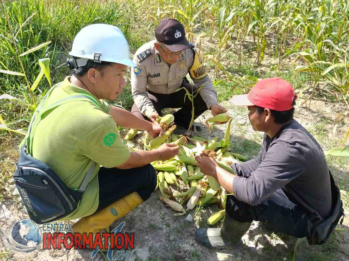 Panen Raya Jagung Polsek Tualang dan PT. AIP/TS, Wujudkan Swasembada Pangan di Siak