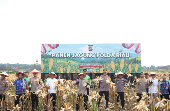 Polda Riau Panen Mandiri Jagung Tahap II, Komitmen Dukung Swasembada Pangan 2025