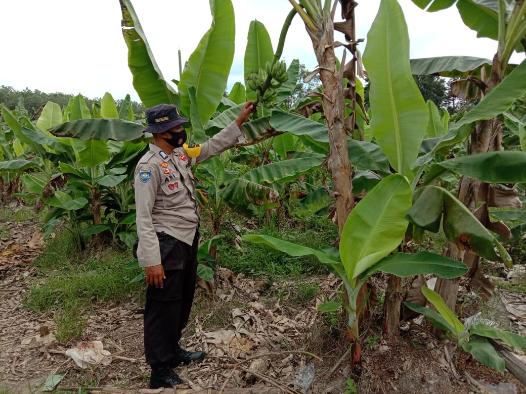 Polsek Langgam Kontrol Program Ketahanan Pangan Kampung Tangguh