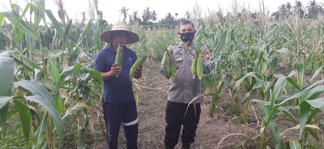 Polsek Tebingtinggi Barat Panen 150 Kg Jagung Program Jaga Kampung