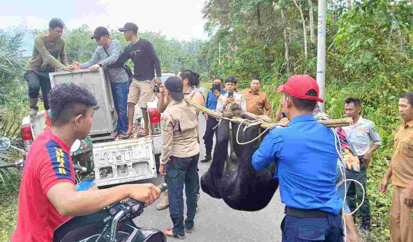 Bhabinkamtibmas Pemberani Selamatkan Warga dari Serangan Beruang