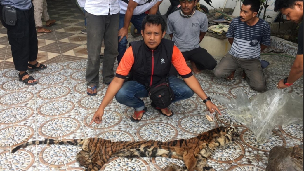 Polda Riau Kembali Ungkap Perdagangan Kulit dan Organ Harimau Sumatera di Inhu