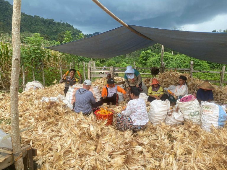 Jaga Kesejahteraan Petani, Penyerapan 1 Ton Jagung Akan Dikawal Ketat