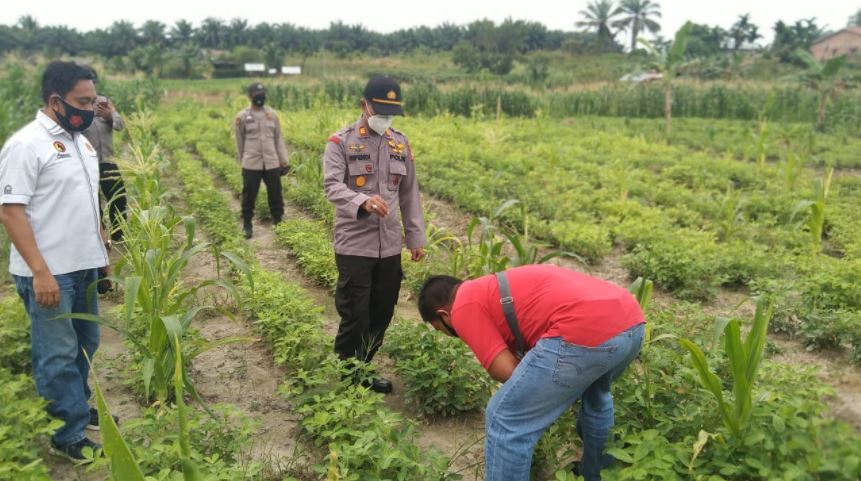 Berhasil, Polsek Ukui Bersama Kelompok Tani Akan Panen Tanaman Di Lahan Ketahanan Pangan