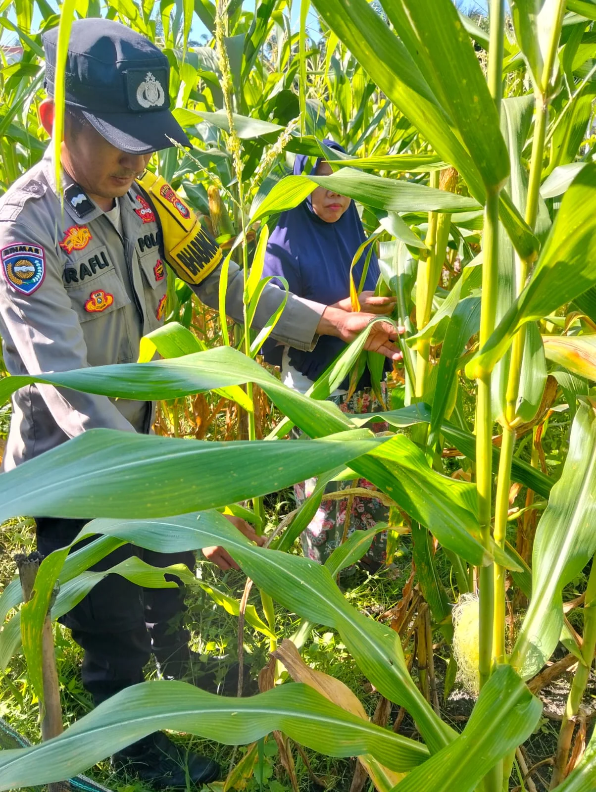 Bhabinkamtibmas Polsek Siak Cek Perkembangan Tanaman Jagung Warga di Kampung Pangkalan Makmur