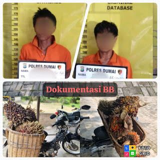 Dua Pelaku Pencurian Buah Kelapa Sawit berhasil diamankan Unit Reskrim Polsek Medang Kampai