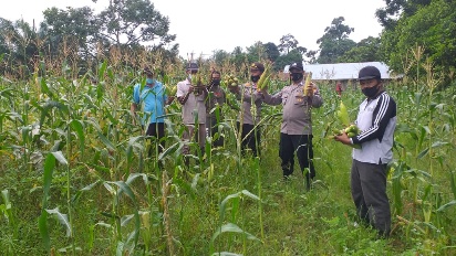 Warga Batu Rijal Hilir Nikmati Hasil Panen Jagung Program Kampung Tangguh