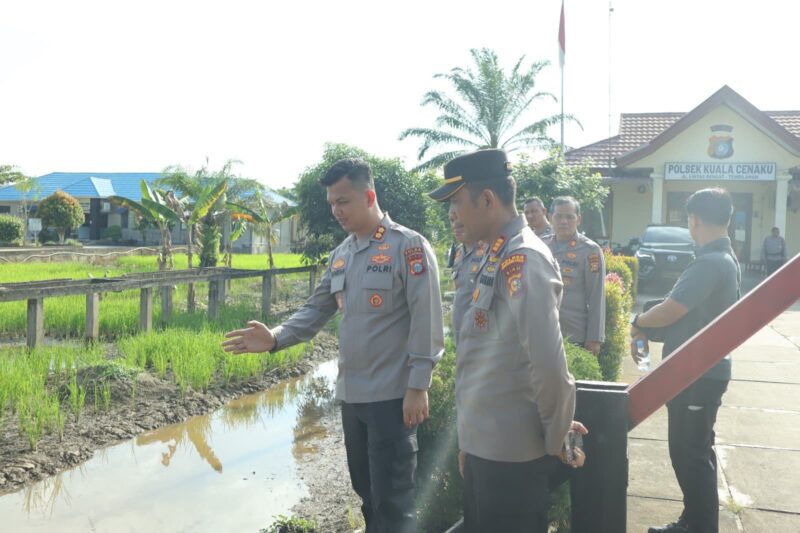 Ada Padi Menghijau di Sekeliling Polsek Kuala Cenaku, Kapolres Sampaikan Ini