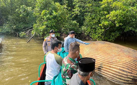 Tim Kementerian Kelautan dan Perikanan (KKP) bersama unsur pemerintah, TNI dan Polri melakukan evakuasi bangkai paus di perairan sungai bahele mandah