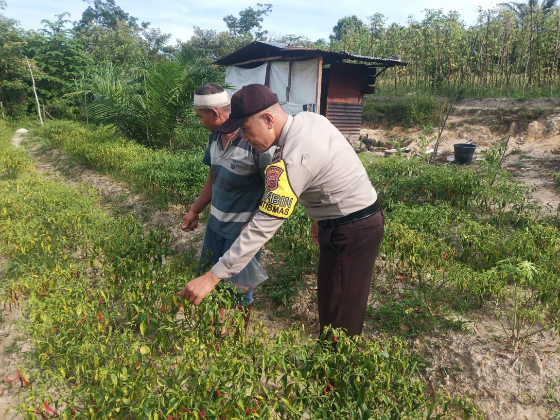 Polsek Singingi Lakukan Pengecekan Lokasi Ketahanan Pangan 