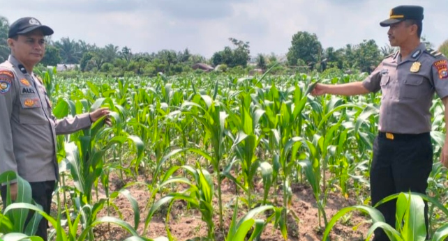 ​Dukung Ketahanan Pangan Asta Cita, Polsek Ukui Monitoring 3 Hektar Lahan Jagung Pipil di Desa Air Hitam