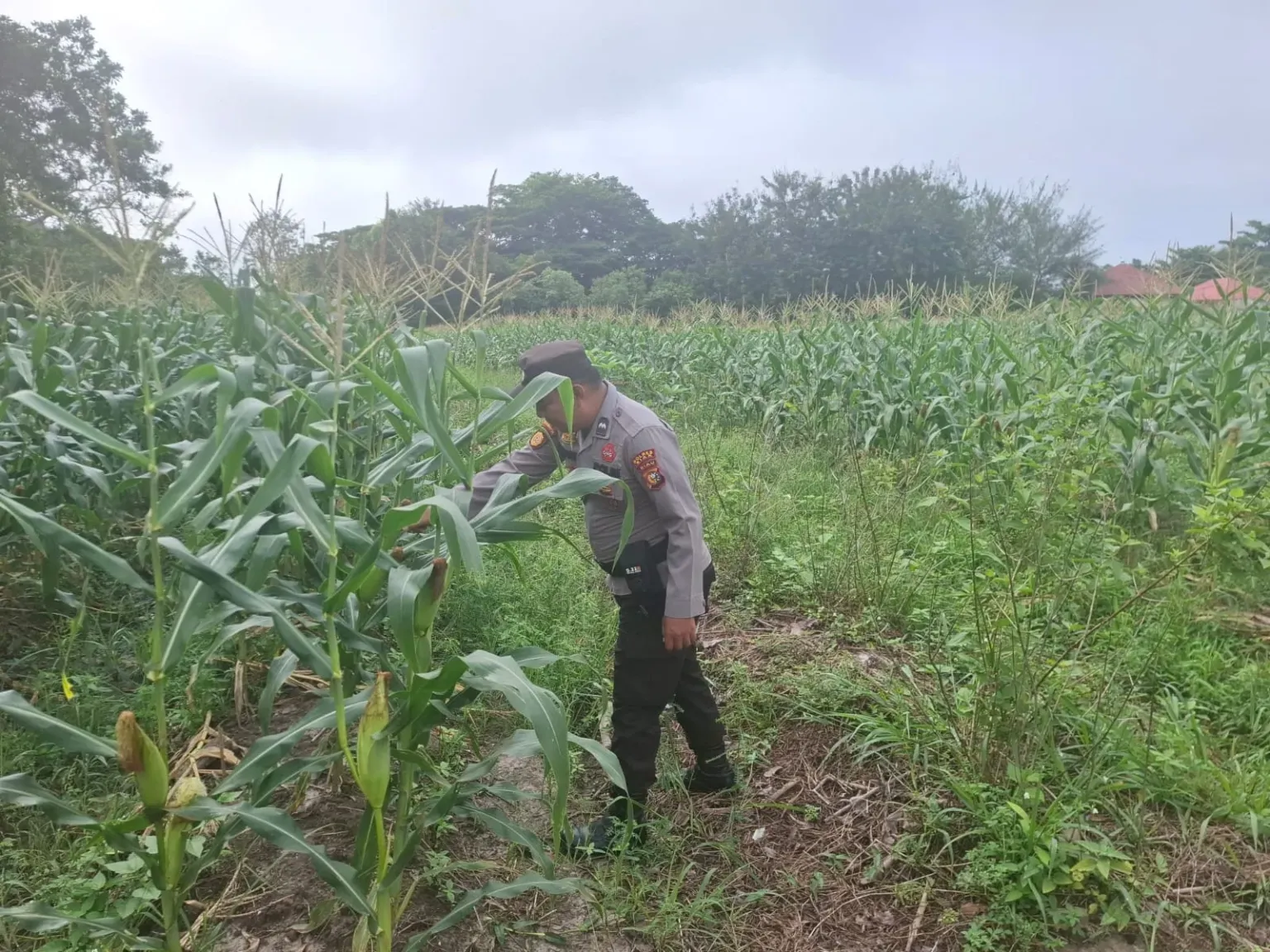Perkuat Dukungan terhadap Program Ketahanan Pangan, Panit II Samapta Polsek Siak Cek Tanaman Jagung Warga