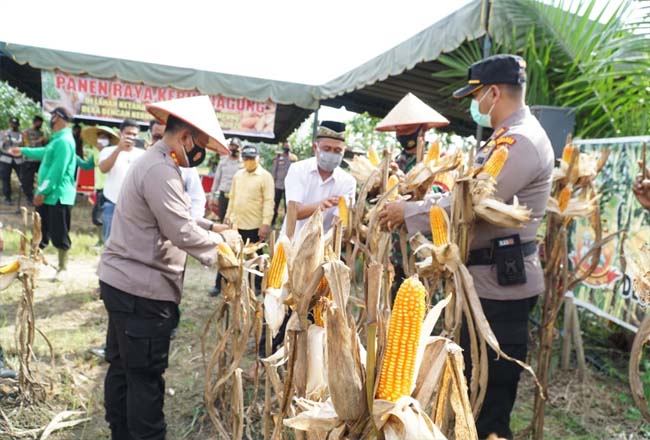 Program Jaga Kampung 2020 di Bencah Kesuma, Kapolres Rohul Panen Jagung