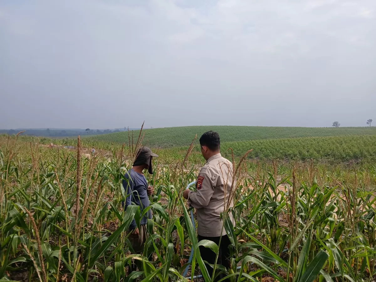 Personil Polsek Sungai Mandau Tetap Rutin Siram Tanaman Jagung Pipil di Area PT RAPP 