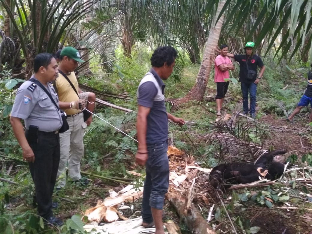 Polres Inhil Bersama BBKSDA Eavakuasi Beruang Madu Yang Terjerat Di Desa Junjungan