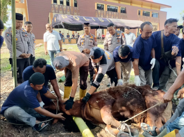 Polres Siak Potong 7 Ekor Sapi, Kapolres : Bentuk Keikhlasan Wujudkan Personel yang Presisi