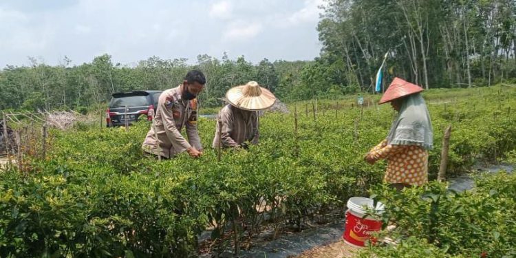 Polsek Bunut Tinjau Program Peningkatan dan Pengembangan Kampung Tangguh