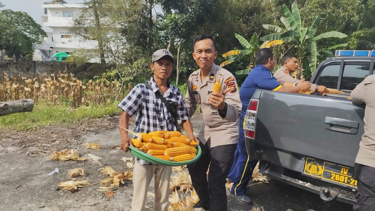 Personil Polsek Dumai Timur Petik Jagung pada Panen Raya Jagung di Lahan Setengah Hektar