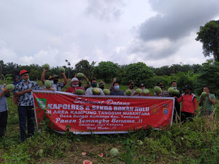 AKP Hermawan Dampingi Sekda Panen Semangka dalam Program Kampung Tangguh