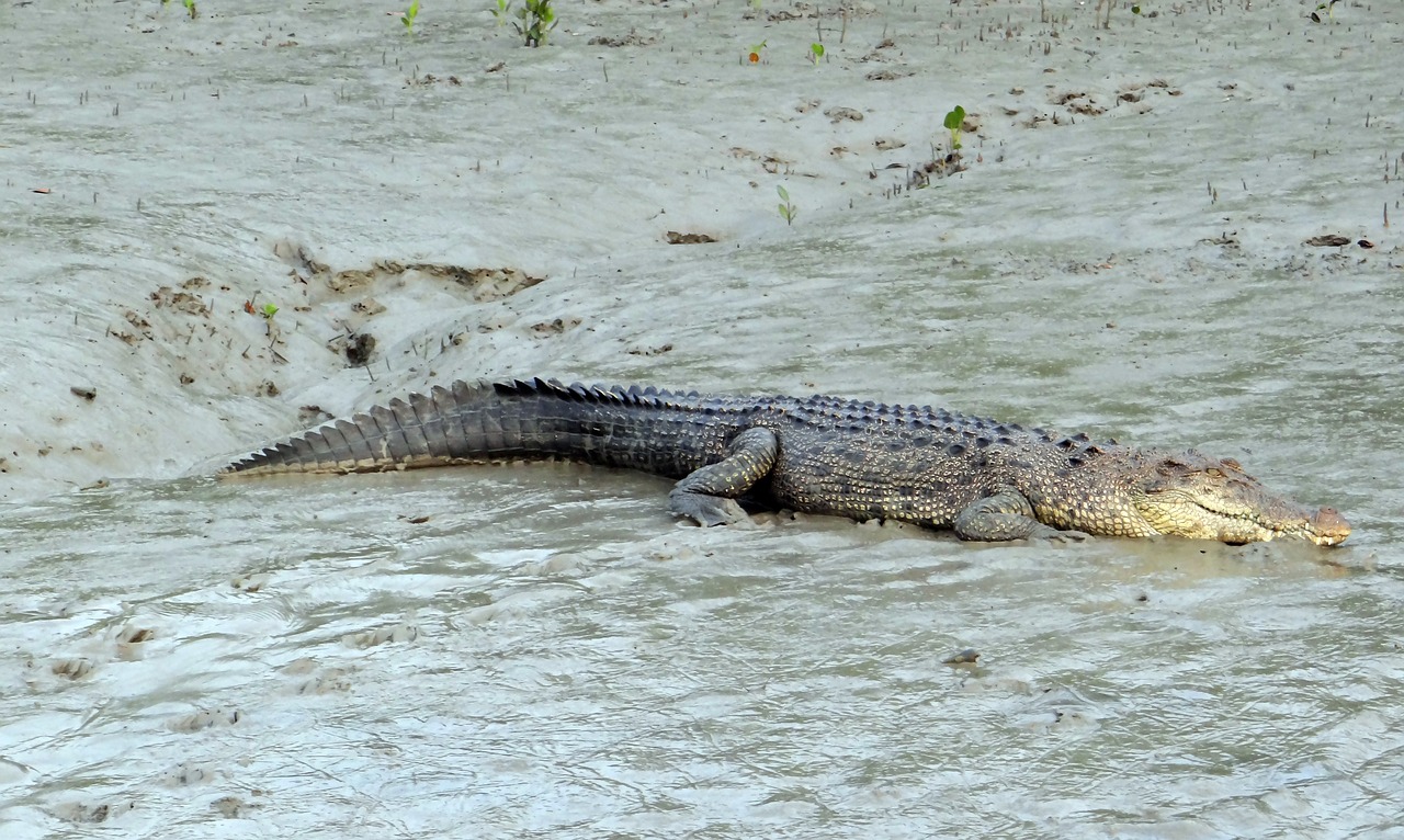 Buaya yang Terkam Bocah 7 Tahun di Rokan Hulu Riau  Berhasil di Tangkap Dengan Disetrum 