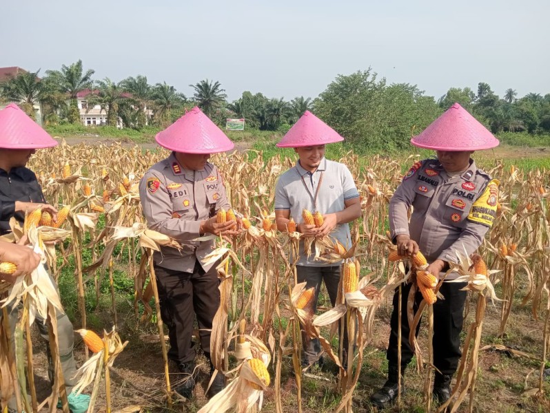 Polsek Dumai Barat Panen Raya Jagung, Dukung Swasembada Pangan