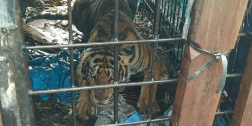 Harimau yang Resahkan Warga Pelangiran Berhasil Ditangkap, Ini Penampakannya