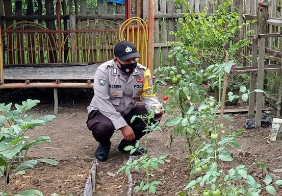 Dalam Rangka Program Presis Kapolri, Polsek Langgam Kontrol Program Ketahanan Pangan