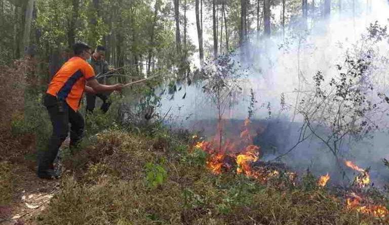 Jadi Tersangka Korporasi Kasus Karhutla, Izin PT SSS Berpotensi Dicabut