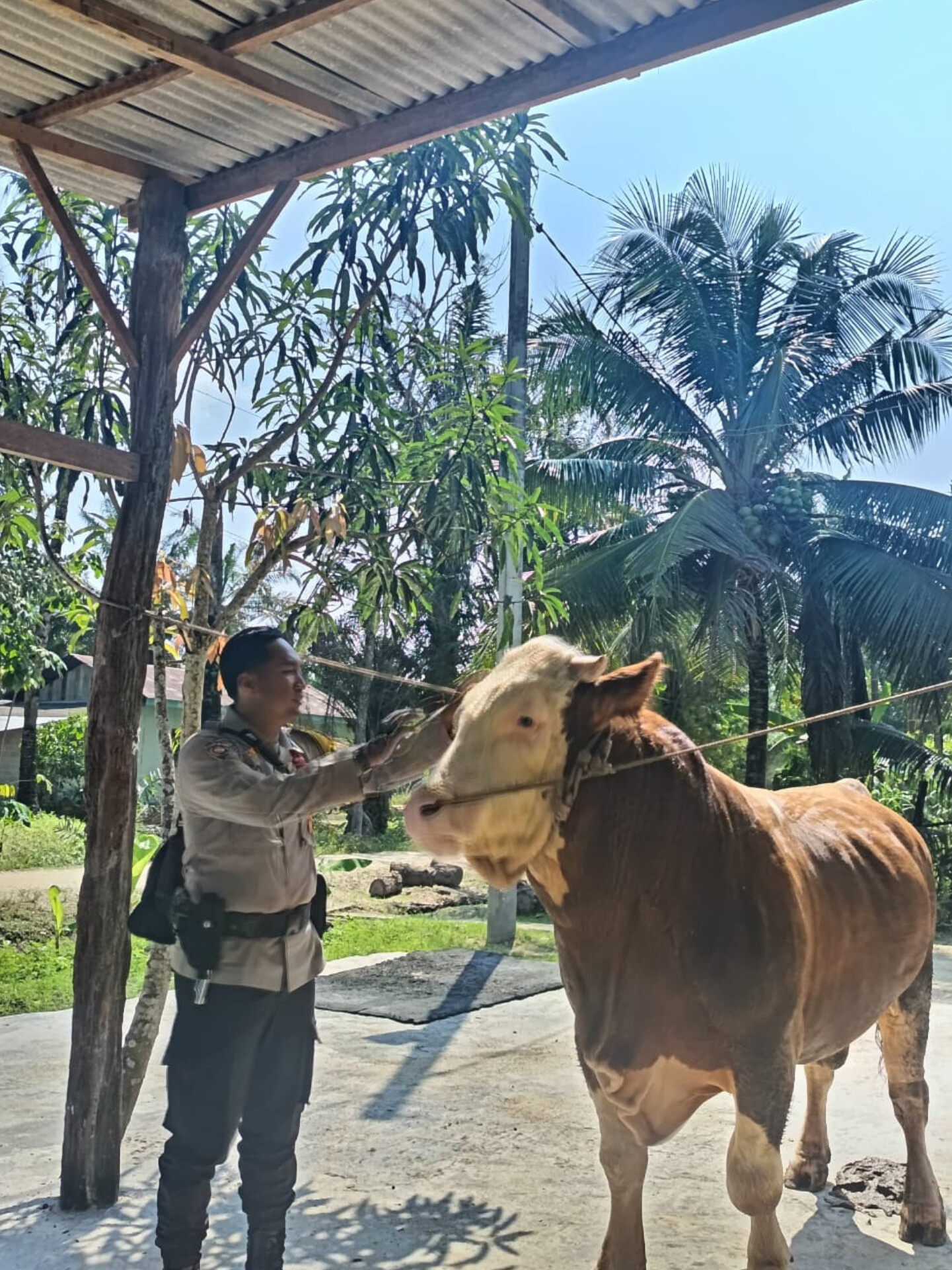Sapi Milik Bhabinkamtibmas Terpilih Jadi Hewan Kurban Presiden Prabowo di Indragiri Hulu