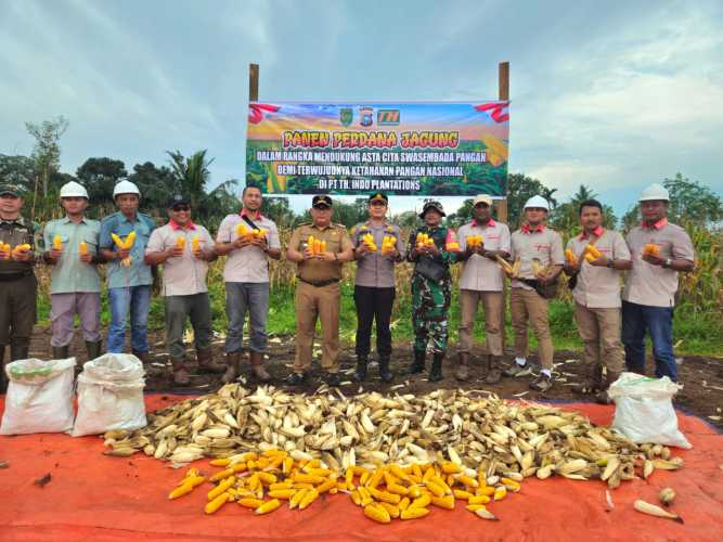 Jelang HUT Bhayangkara Ke-79,Kapolsek Pelangiran Panen Jagung di Lahan Monokultur
