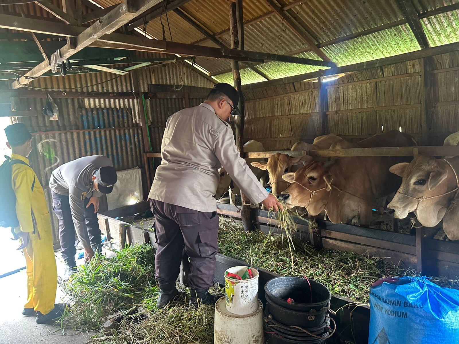 Perkuat Produksi Ternak dan Cegah Curnak, KSKP Polres Inhil Aktif Dampingi Peternak Sapi