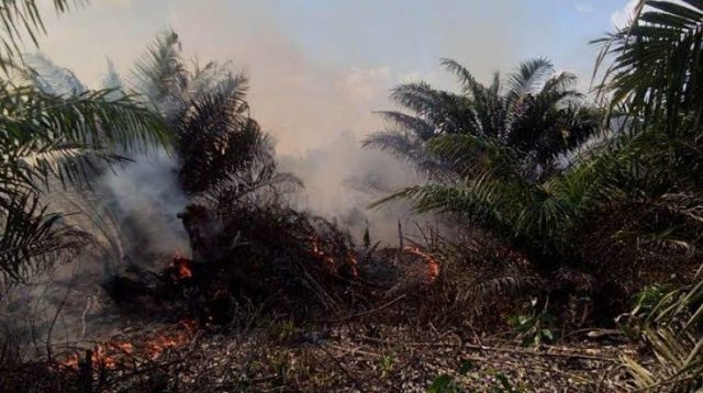 Polda Sidik Kebakaran Lahan PT DSI di Siak