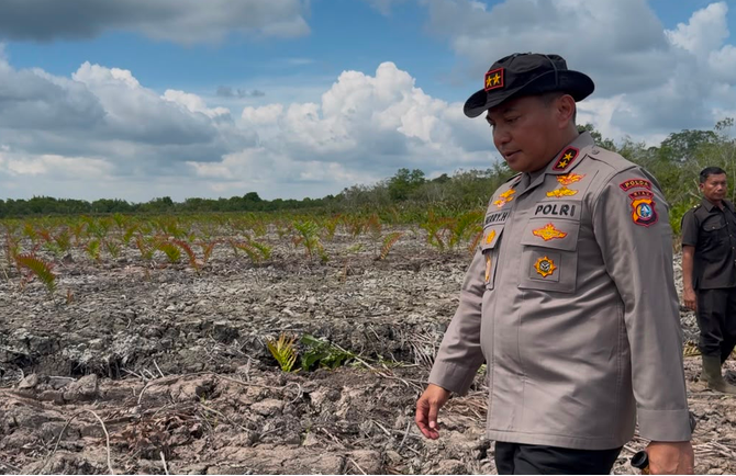 Kapolda Riau Datangi Lokasi Perusakan Mangrove Seluas 118 Hektare di Rohil, 2 Pelaku Ditangkap