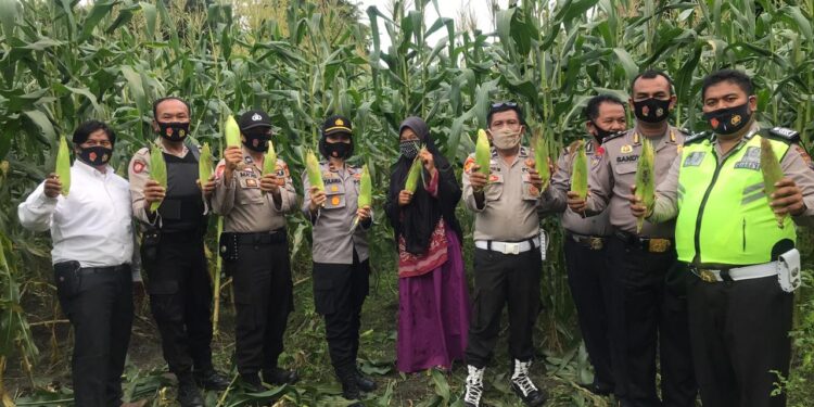 Kapolsek Bangkinang Barat Bersama Camat Kuok, Lakukan Panen Jagung Program Jaga Kampung Ketahanan Pa